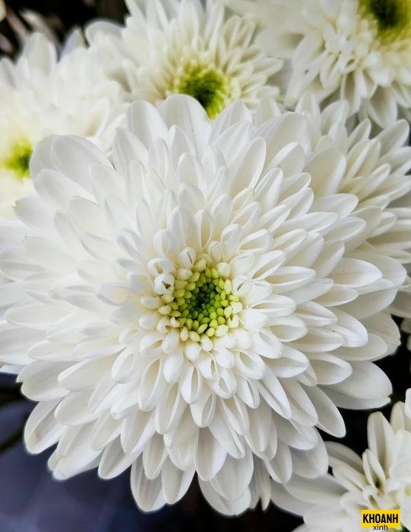 sac trang hoa cuc hd