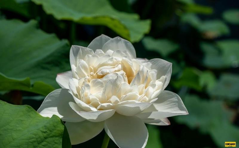 sắc trắng hoa sen hd