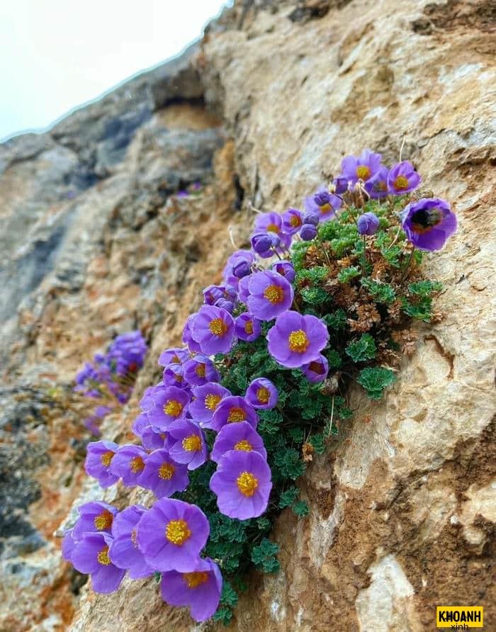 sac xuan cac loai hoa