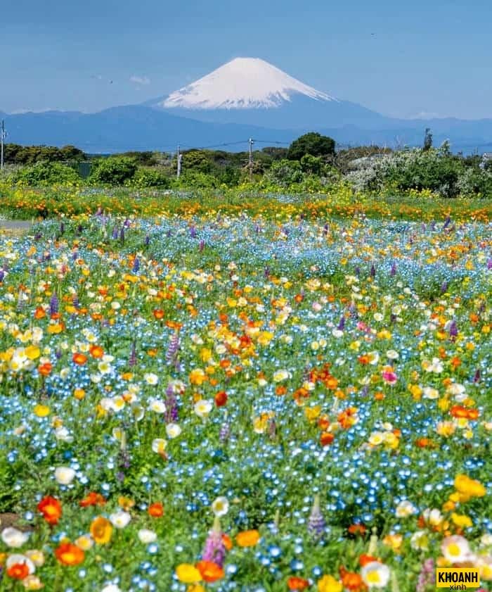 thảm hoa nắng sớm hd