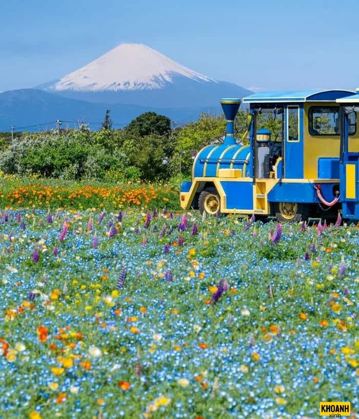 thảo nguyên hoa bát ngát