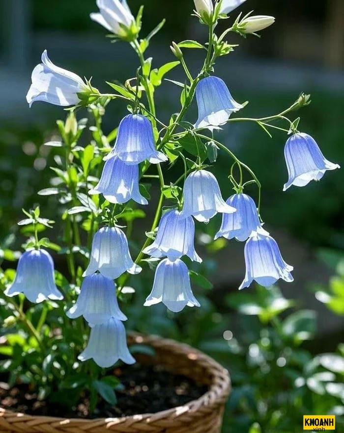 thế giới loài hoa nét