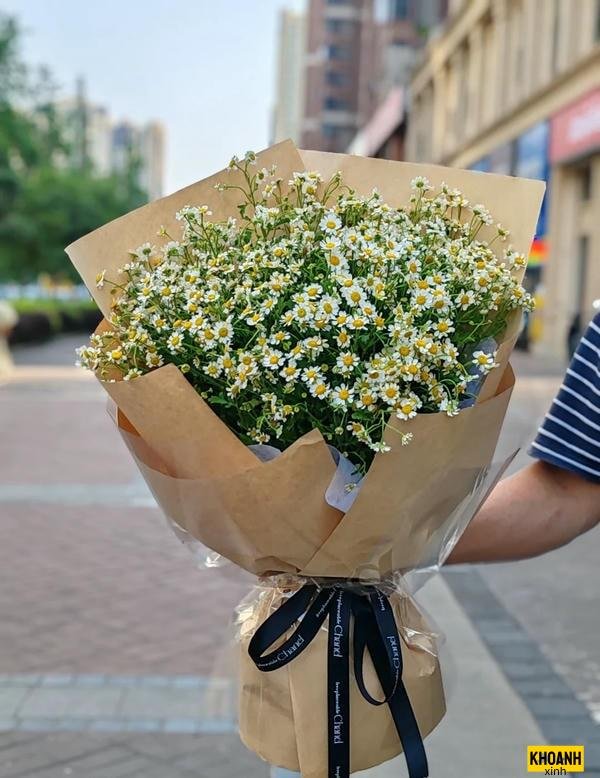 vẻ đẹp hoa cúc trắng