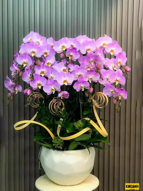 vẻ đẹp hoa lan hồ điệp