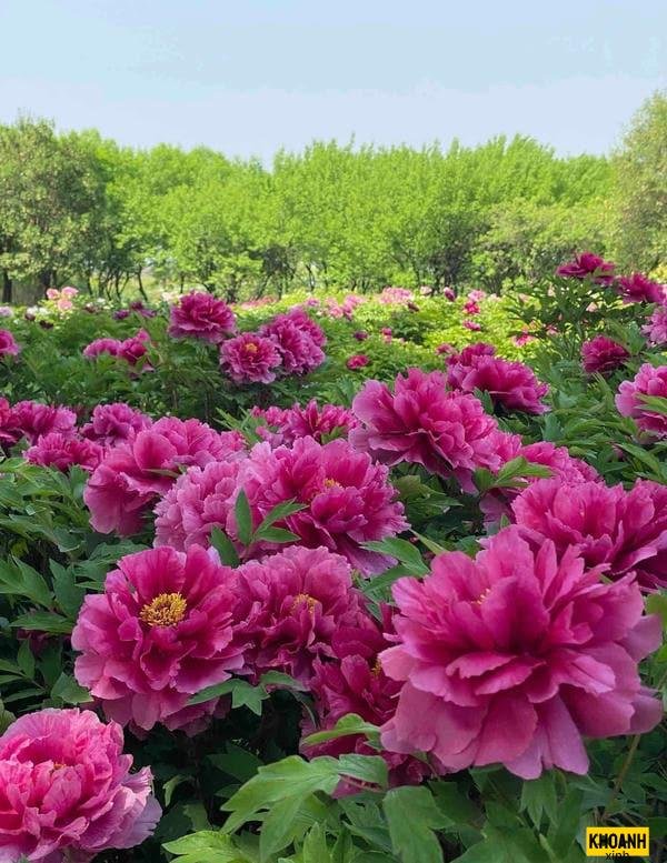 vẻ đẹp hoa mẫu đơn