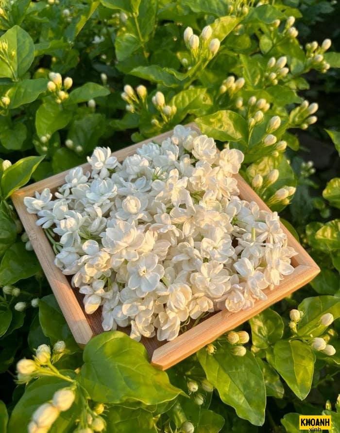 vẻ đẹp hoa nhài trắng