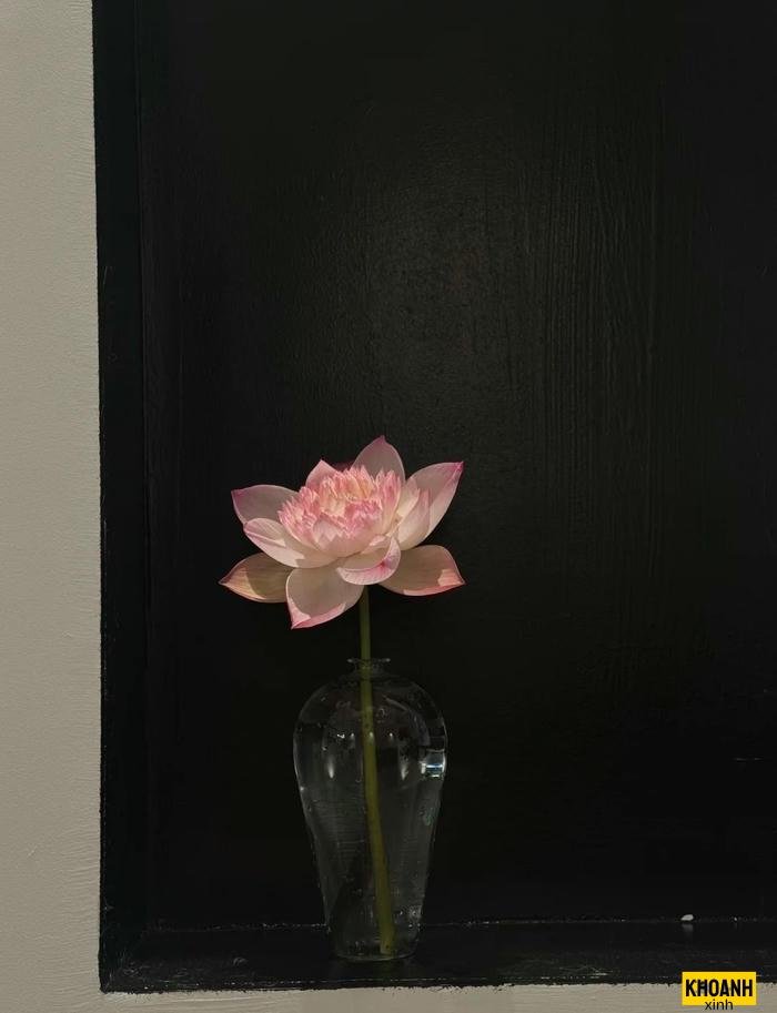 vẻ đẹp hoa sen việt