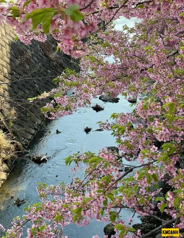 vườn hoa anh đào hd