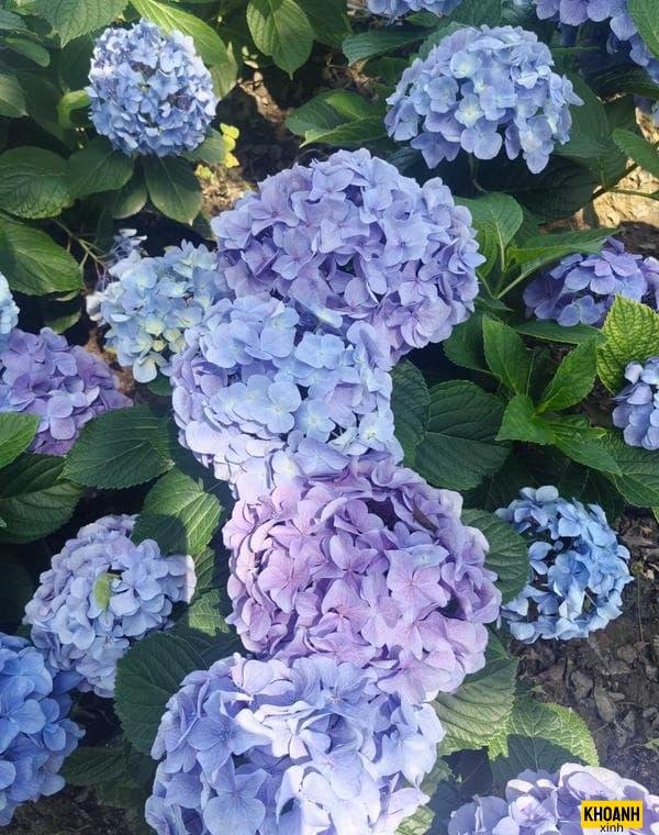 vườn hoa cẩm tú cầu