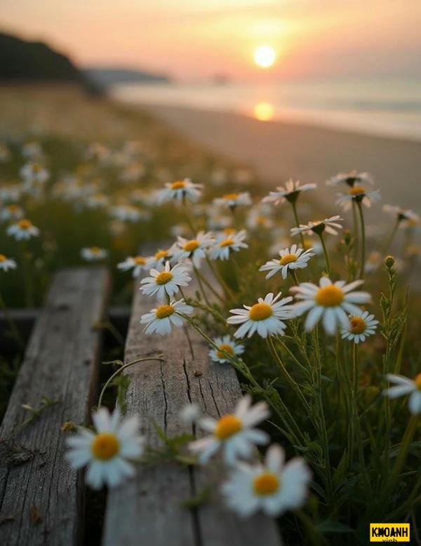 vườn hoa cúc trắng đẹp