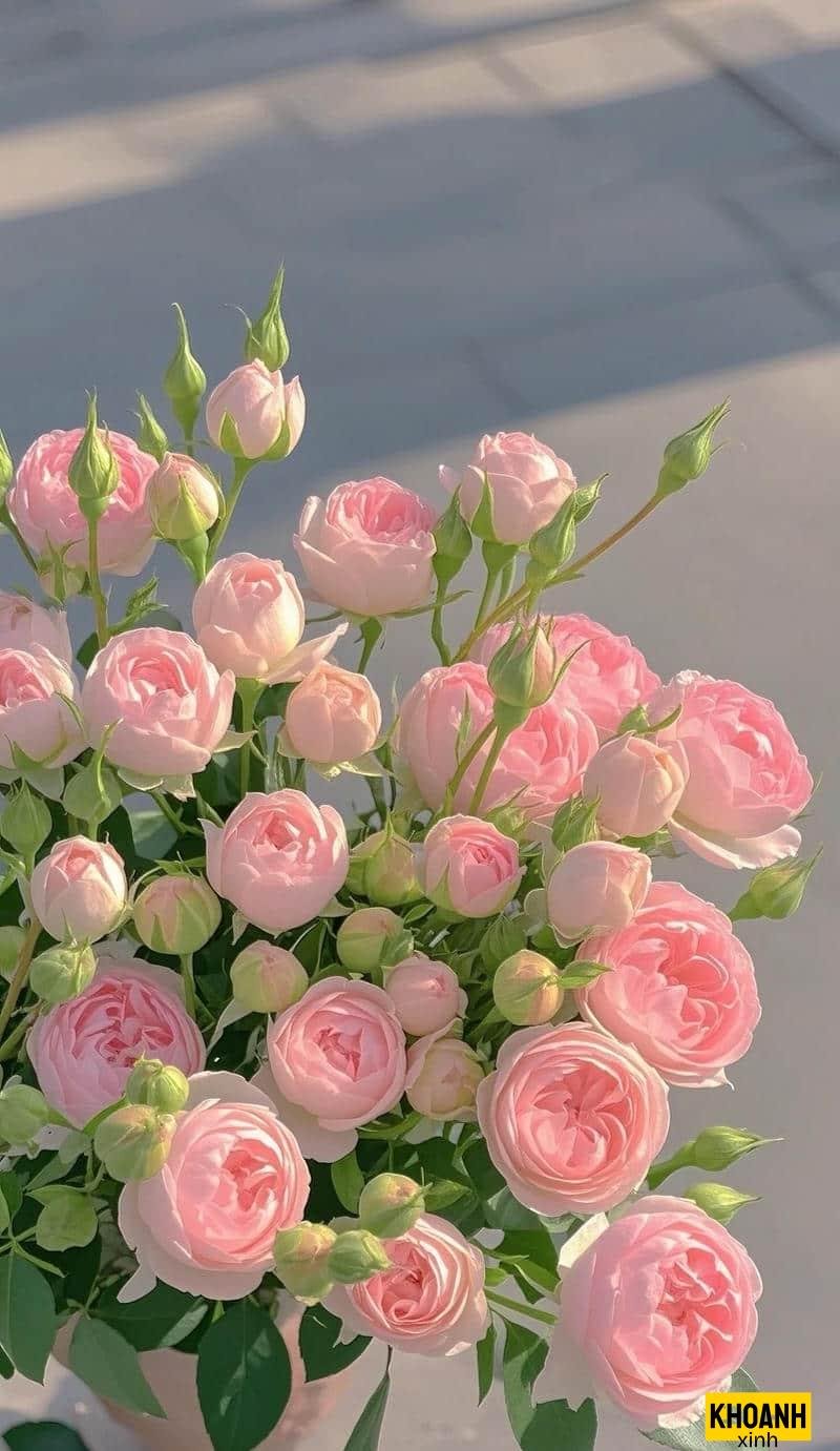 vườn hoa hồng nở rộ