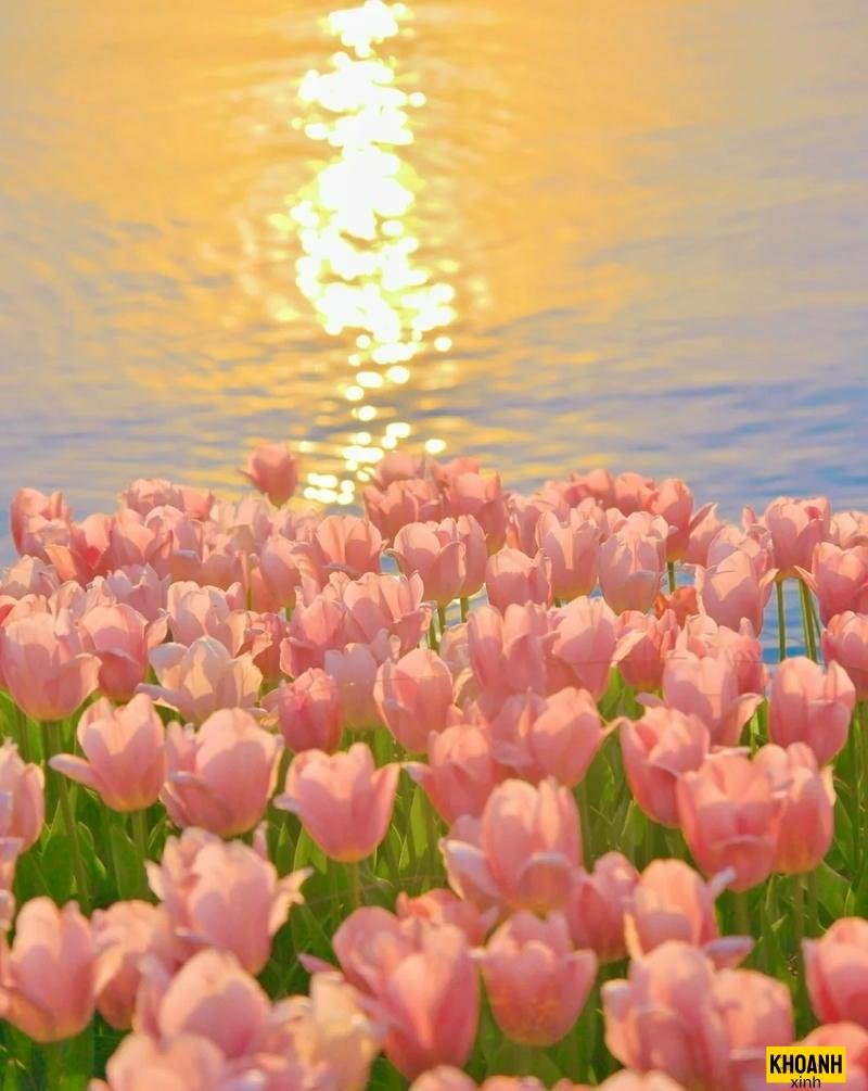 vuon hoa tulip ha lan