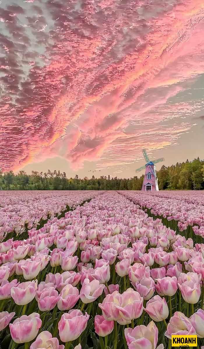 vuon hoa tulip ha lan